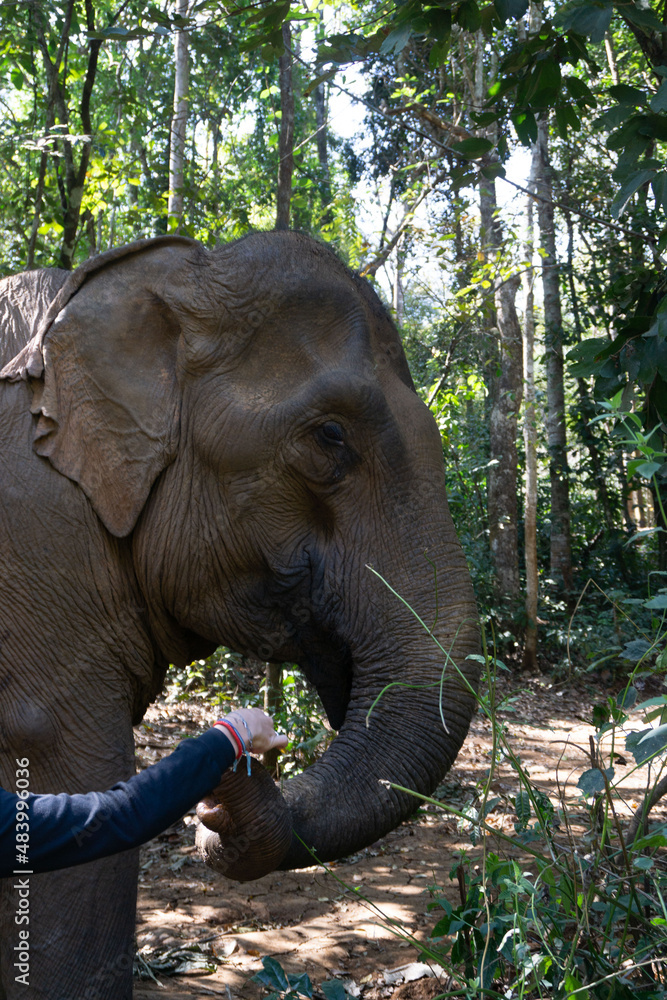 Fototapeta premium Elefante asiático en un santuario de elefantes rescatados en Mondulkiri, Camboya. Elefante cogiendo con su trompa fruta de la mano de una turista.