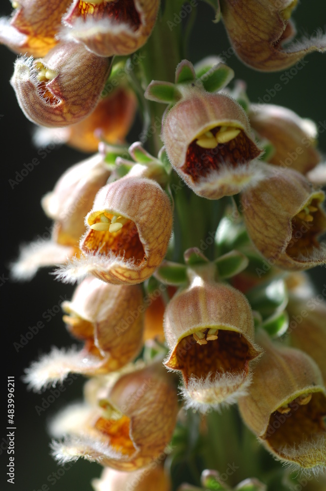 digitalis ferruginea flower. digitalis ferruginea flower.
