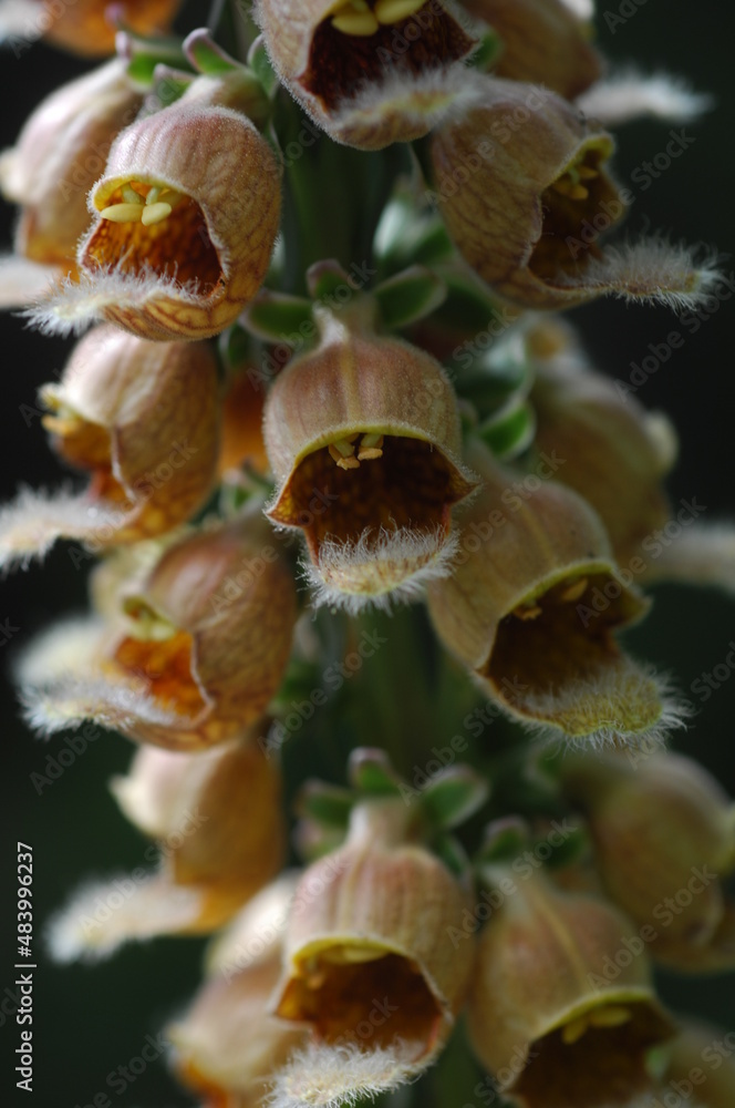digitalis ferruginea flower. digitalis ferruginea flower.