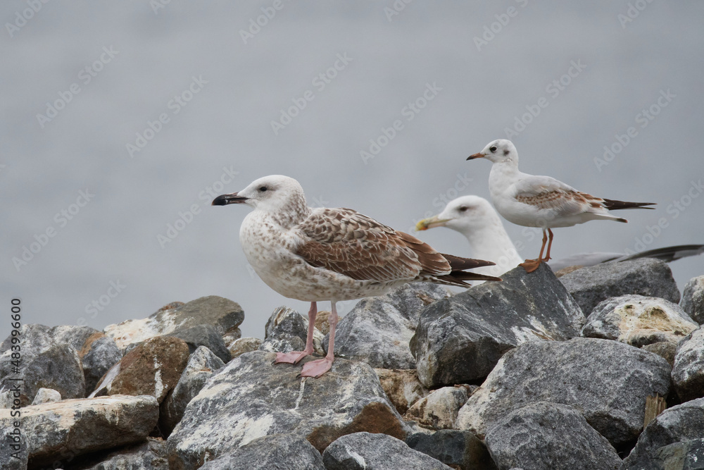 Diesjährige Steppenmöwe (Larus cachinnans) Diesjährige Steppenmöwe (Larus cachinnans)