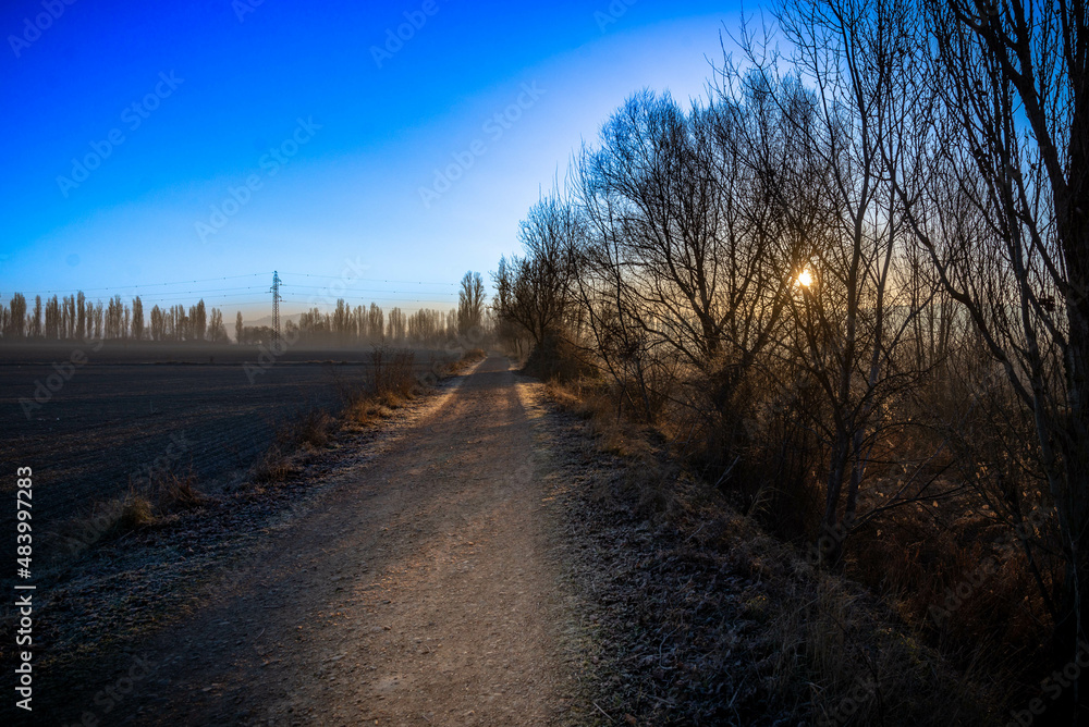 Paisaje de bosque verde oscuro Hermoso bosque con suelo cubierto de musgo y rayos del sol a través de los árboles Paisaje de bosque verde oscuro Hermoso bosque con suelo cubierto de musgo y rayos del sol a través de los árboles