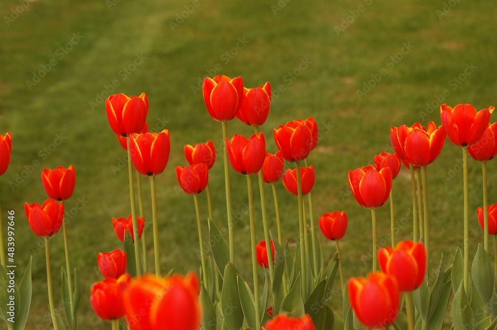 Fototapeta premium Red tulips in the garden. 