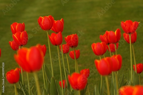 Red tulips in the garden. 