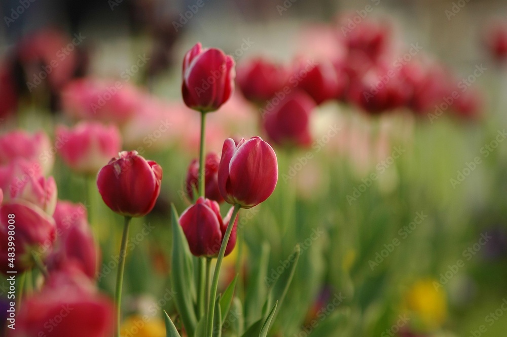 Fototapeta premium Red tulips in the garden. 