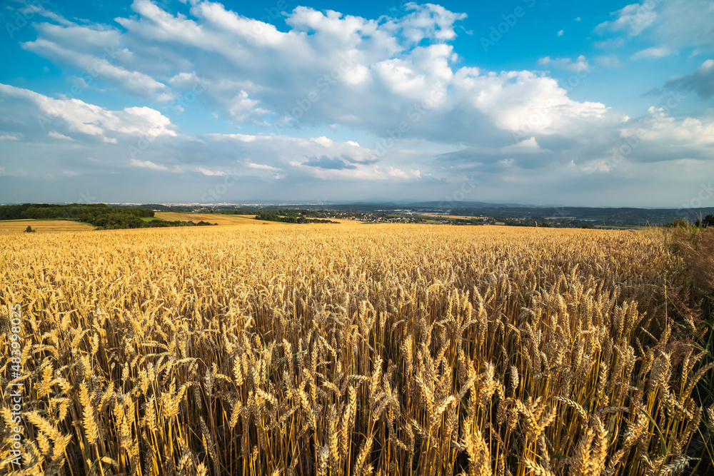 panorama na zboże na wsi