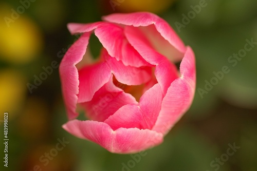 Pink tulip flower. 