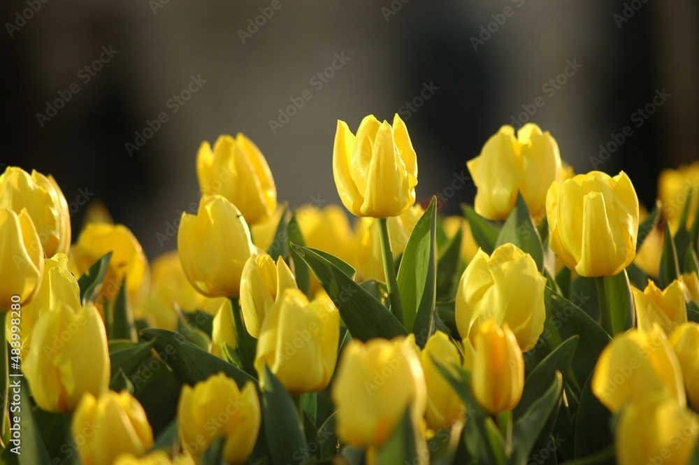 Obraz premium yellow tulip flower