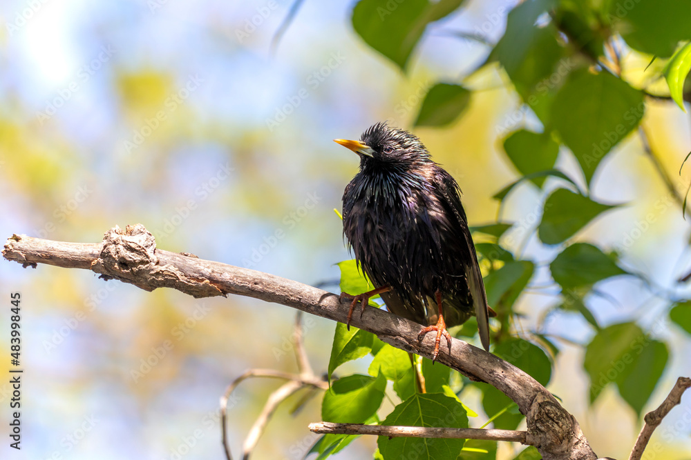 Wet starling on poplar branch in spring. Common starling. Starling with wet plumage on poplar branch. Lat. Sturnus Vulgaris Wet starling on poplar branch in spring. Common starling. Starling with wet plumage on poplar branch. Lat. Sturnus Vulgaris