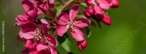 Spring flowering tree, beautiful spring background.