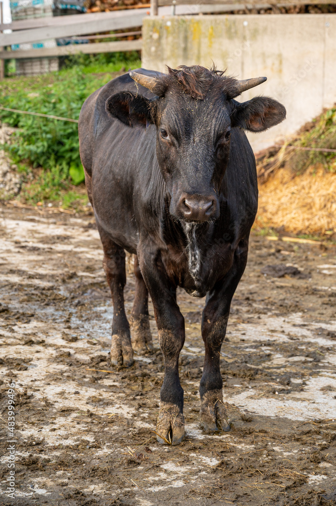 A vertical shot of a cow in a farm during the day