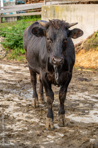 A vertical shot of a cow in a farm during the day