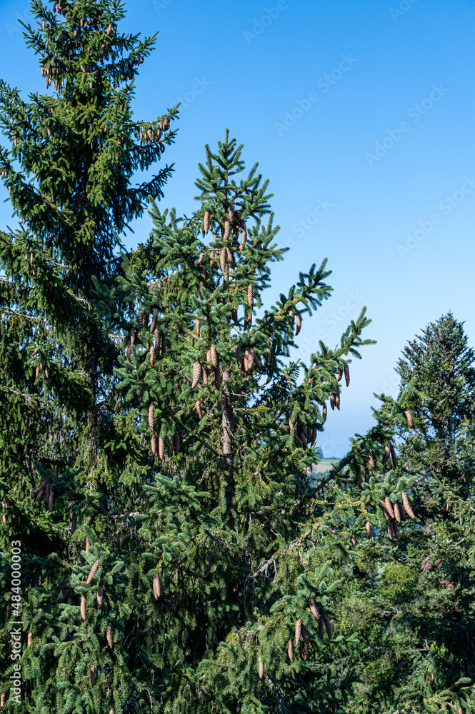 A beautiful shot of a forest during the day A beautiful shot of a forest during the day