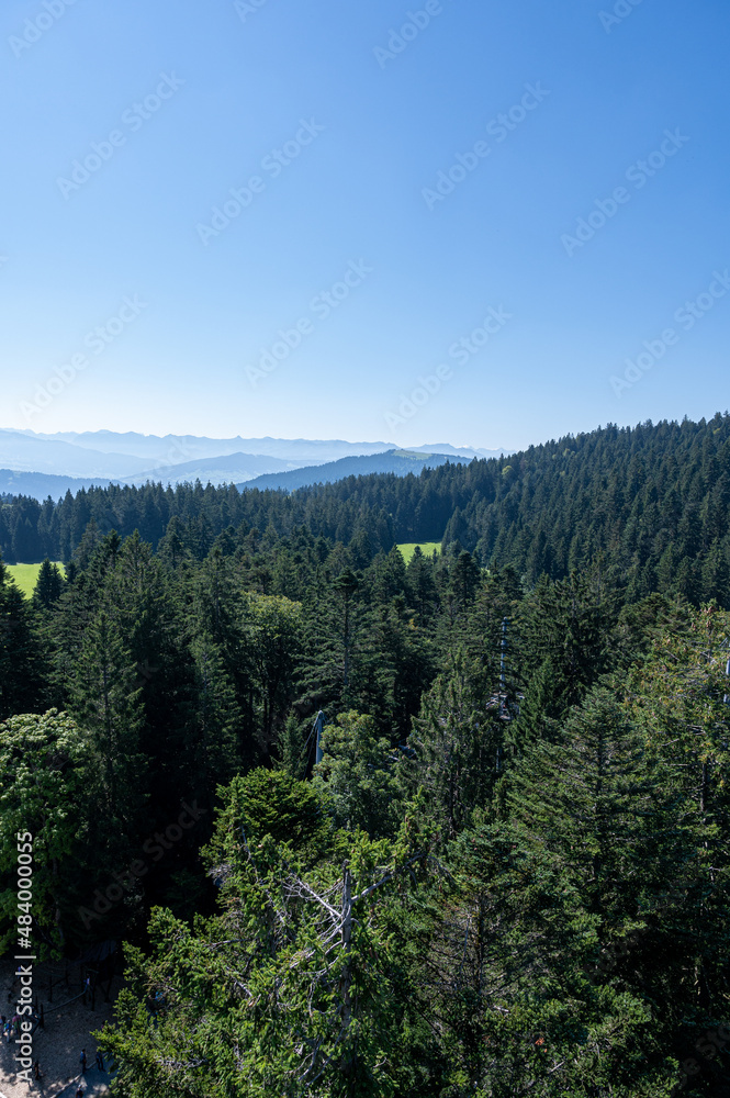 A beautiful shot of a forest during the day A beautiful shot of a forest during the day