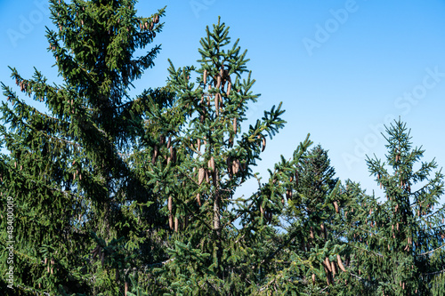 A beautiful shot of a forest during the day