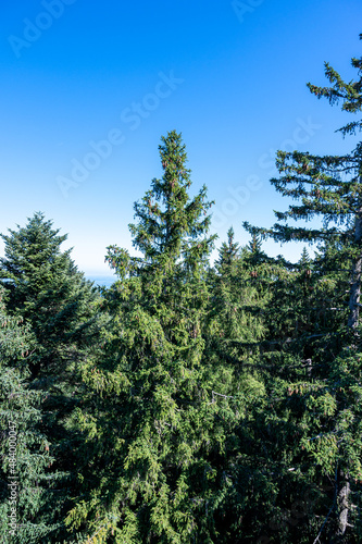 A beautiful shot of a forest during the day
