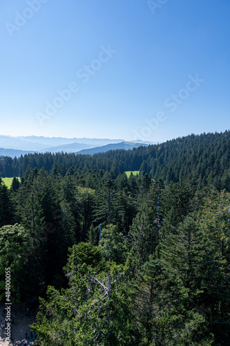 A beautiful shot of a forest during the day © Matthias