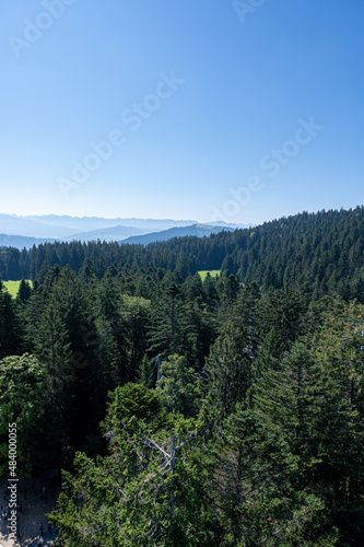 A beautiful shot of a forest during the day