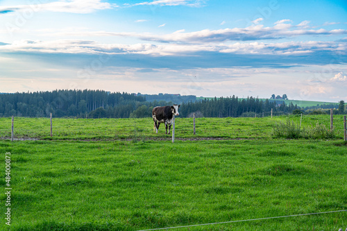 A beautiful shot of a cow in a green field during the day
