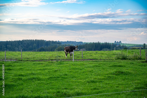 A beautiful shot of a cow in a green field during the day