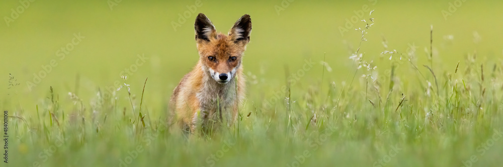Obraz premium Red fox, vulpes vulpes, looking to the camera in grass with space for text. Orange predator standing on meadow in panoramic view. Wild mammal watching on green field with copy space.