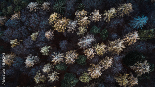 forêt hivernal © Miguel