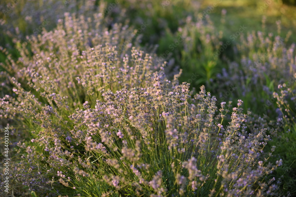 Obraz premium lavender field in region. field of lavender