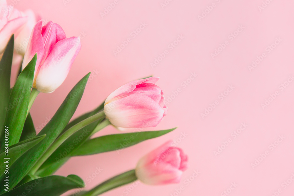 Beautiful bouquet of pink tulips. Soft focus. Greeting card for Women's Day. Beautiful bouquet of pink tulips. Soft focus. Greeting card for Women's Day.