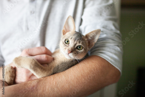 Close up of abyssinian kitten in mans hands. Love relationship between human and cat. Pets care. World cat day. Selective focus.
