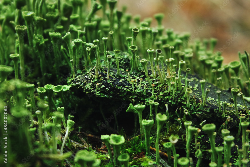 Forest soil covered with moss. Forest soil covered with moss.