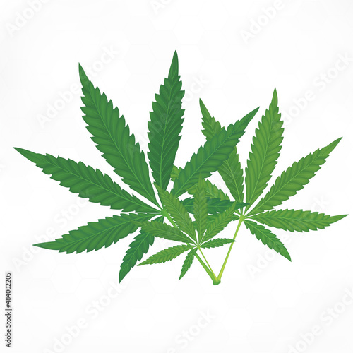 Green Marijuana Leaves