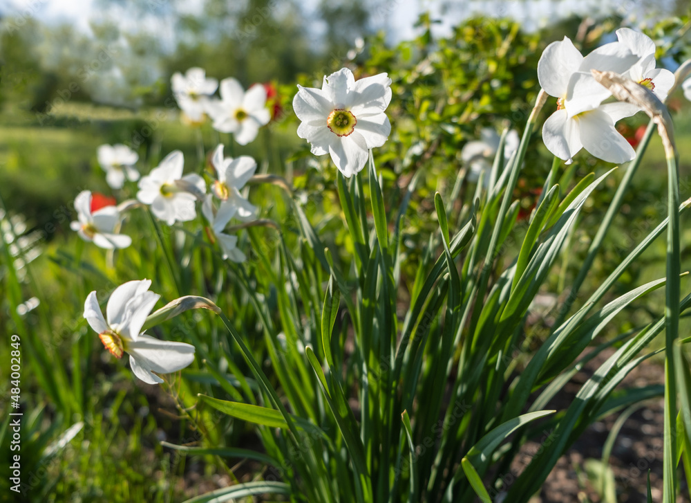 Beautiful large white daffodils in bright sunshine against a blurry background of a green garden. The concept of the arrival of spring. Selective focus Beautiful large white daffodils in bright sunshine against a blurry background of a green garden. The concept of the arrival of spring. Selective focus