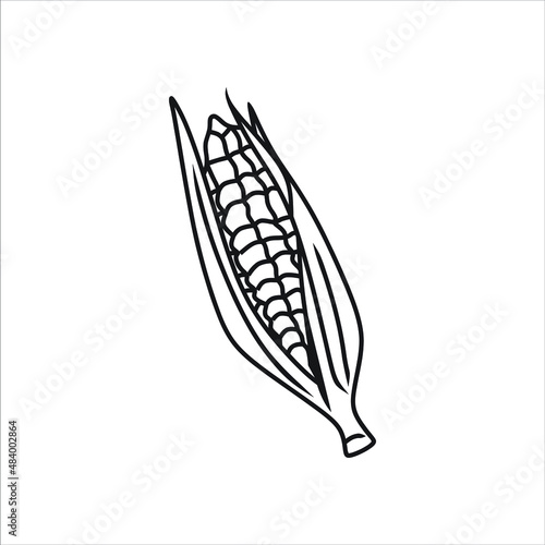 Corn with leaves, vector illustration, hand drawing sketch