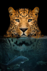 Poster Zwart Luipaard half onder water met vissen  © byrdyak