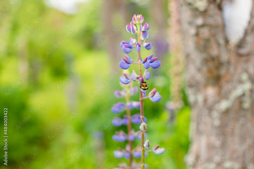 Close up of pink flowers of Lupinus, commonly known as lupin or lupine, in full bloom and green grass in a sunny spring garden, beautiful outdoor floral background photographed with soft focus Close up of pink flowers of Lupinus, commonly known as lupin or lupine, in full bloom and green grass in a sunny spring garden, beautiful outdoor floral background photographed with soft focus
