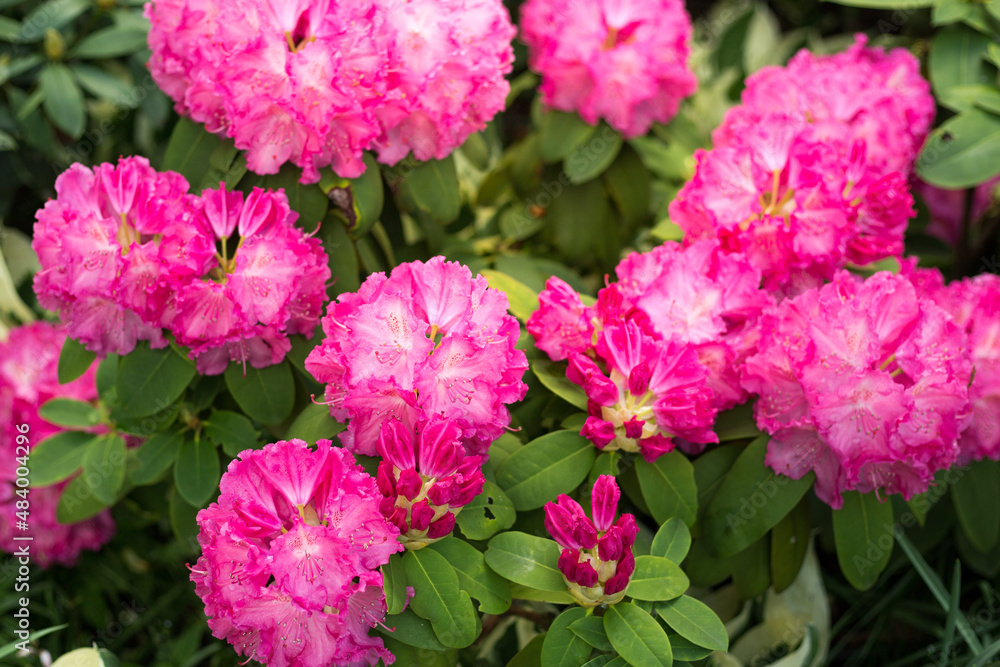Fototapeta premium Flowering purple azaleas in the garden. Horizontal closeup image of Rhododendron. Season of flowering azaleas
