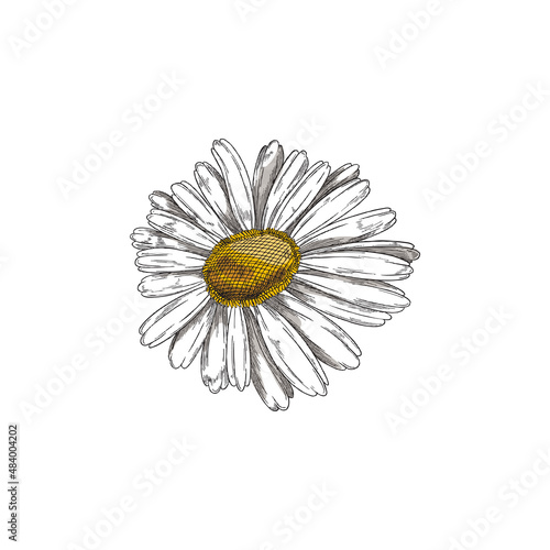 Chamomile plant flower hand drawn sketch style vector illustration isolated.