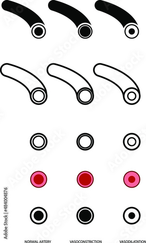 Normal vasodilation and vasoconstriction blood vessel