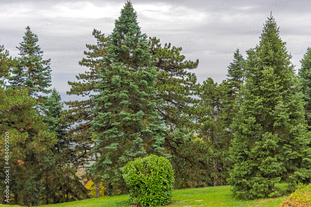 Fototapeta premium Evergreen Trees Park