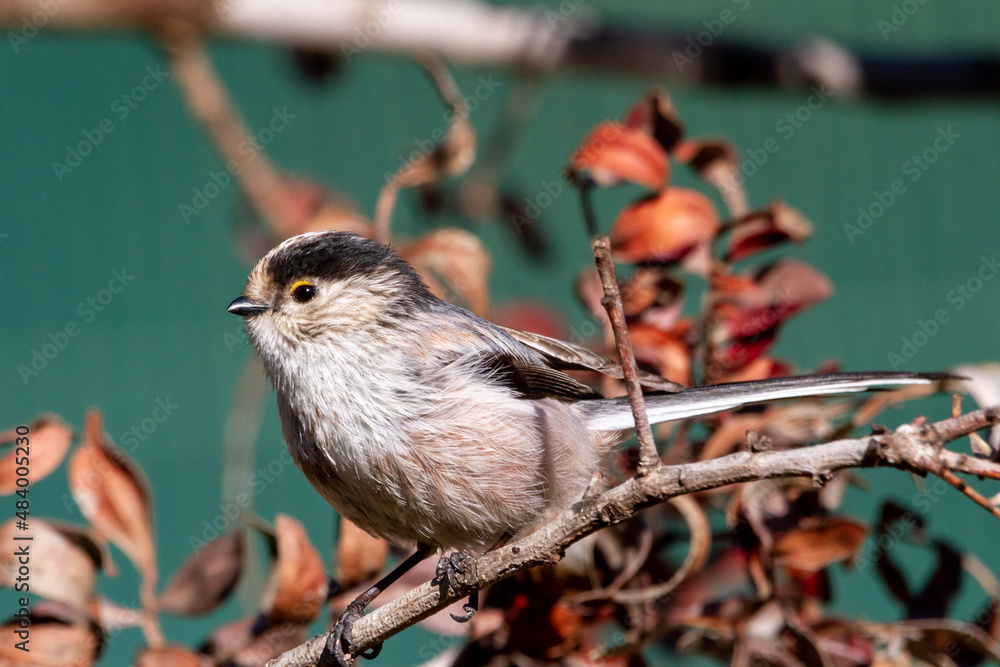 Obraz premium Long tailed tit (Aegithalos caudatus) perched on a tree branch with green background between branches