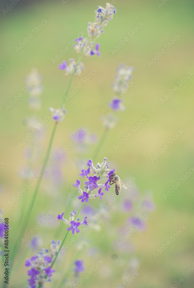 Fototapeta premium Lavender and a bee