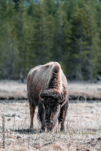 buffalo in the forest