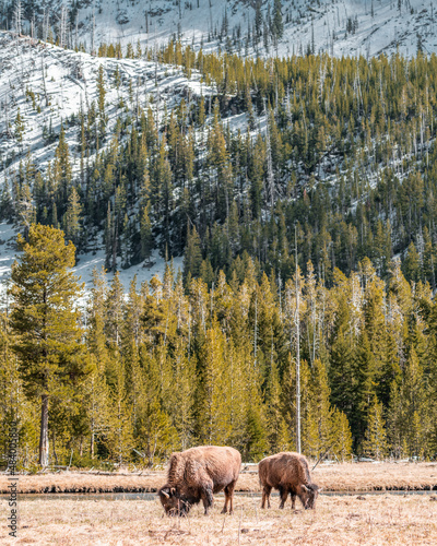 elk in park national park
