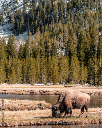 elk in park national park