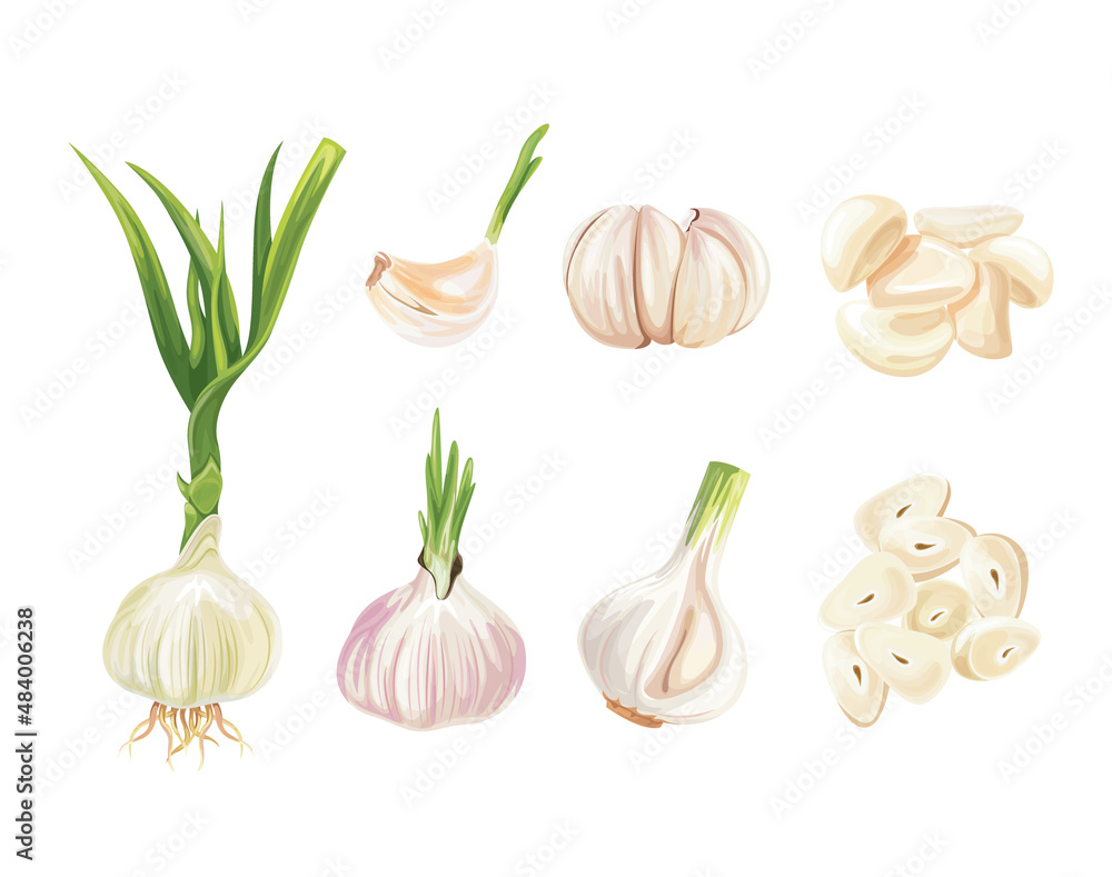 Photo realistic garlic isolated on white background.