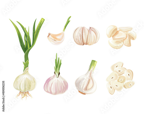 Photo realistic garlic isolated on white background.