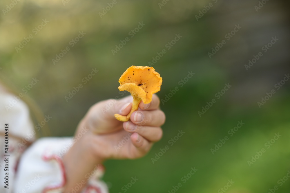 hand holding a mushroom. chanterelle mushroom

