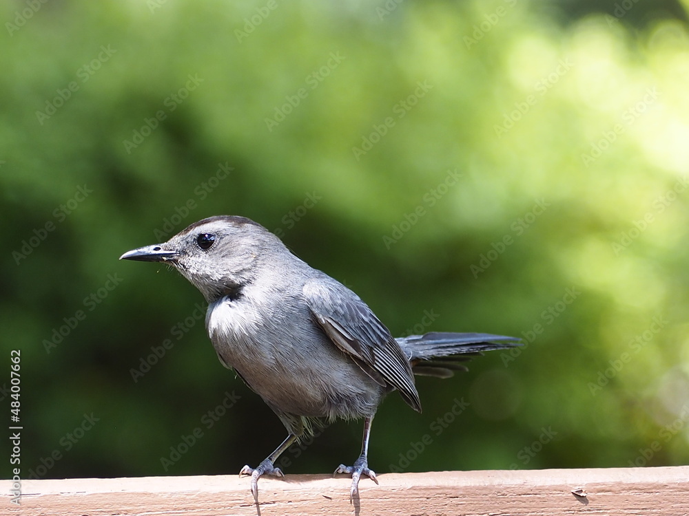 Obraz premium Bunting Species