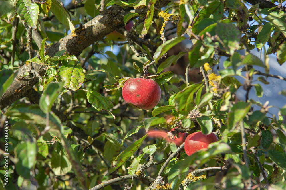 red apple on a tree. Traces of the disease are visible on the tree