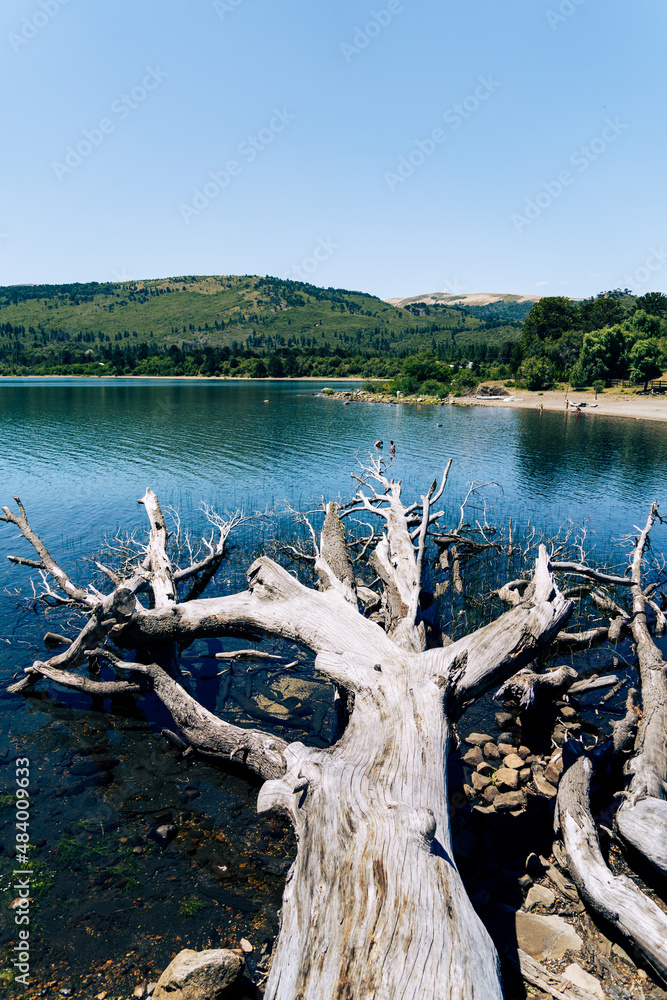 dead tree by the water dead tree by the water