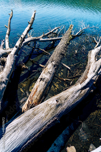 dead tree by the water